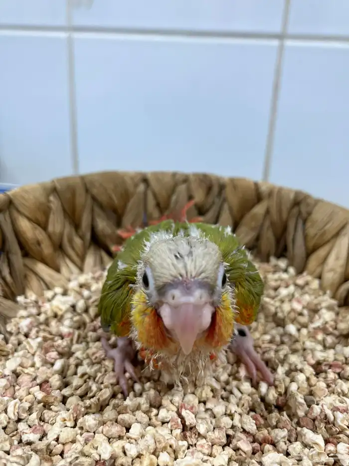 فروخ كنيور اناناس دبل رد فاكتور 2