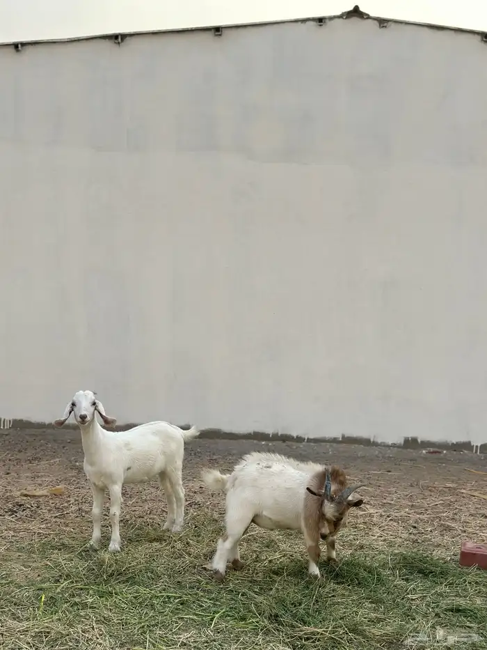 ماعز قزم وجفرة للبيع 1