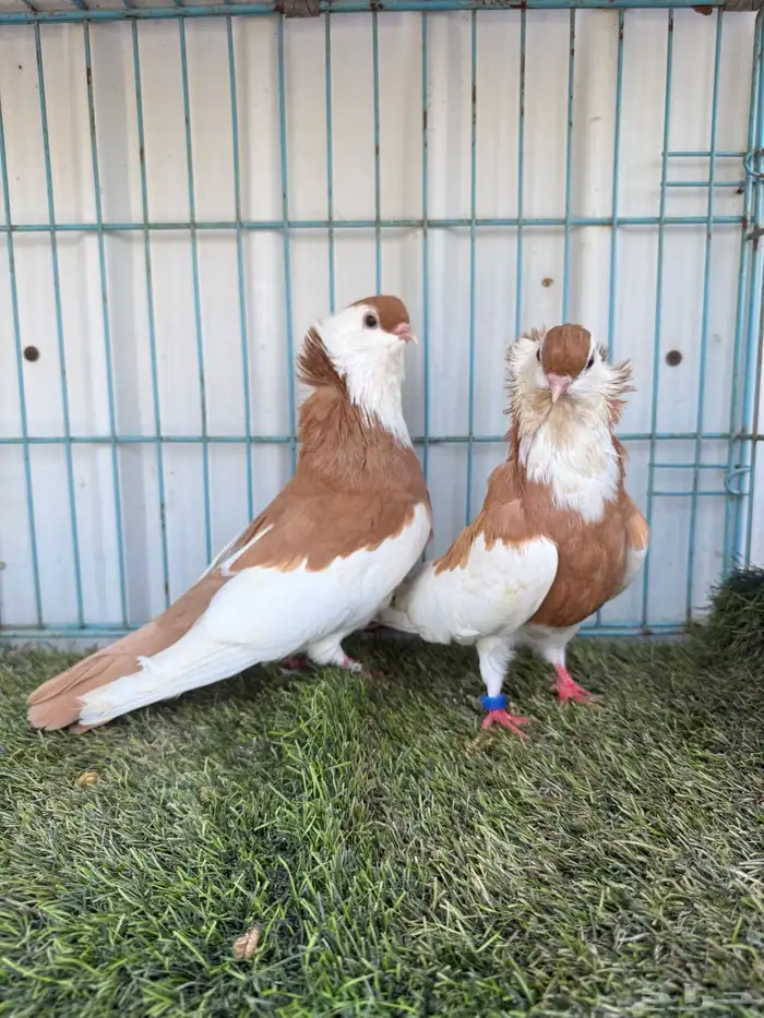 زوج بلغاري عبسي 5