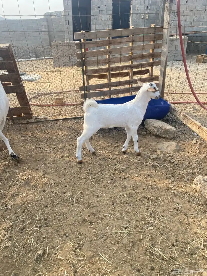 مشروع فحل بيشي فاخر سابق عمره ماشالله 1