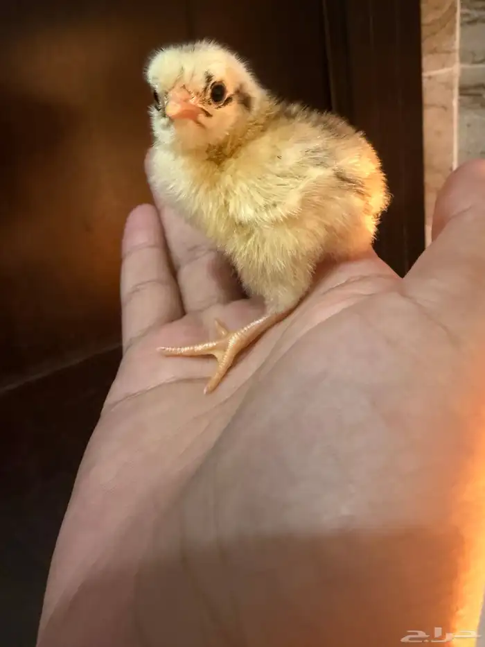 صوص دجاج صغير للبيع 8