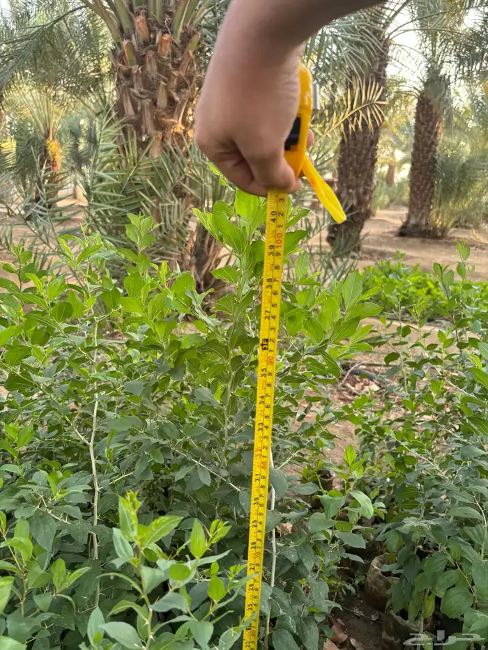 اشجار سدر شتلات للبيع 0