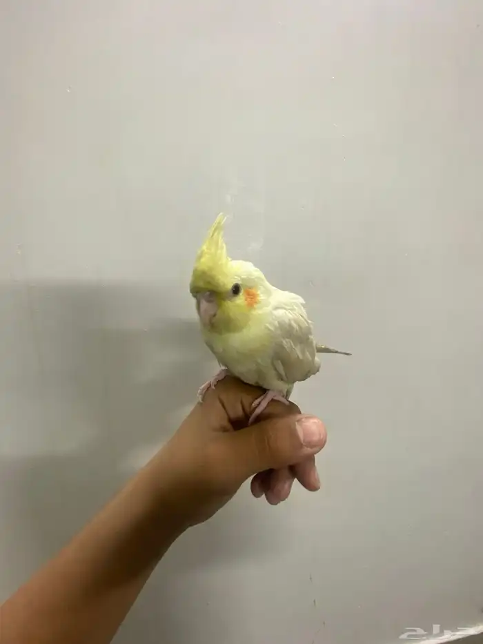 طير كروان لاتينو كوكتيل للبيع أليف بصحه جيده مع كامل اغراضه 1