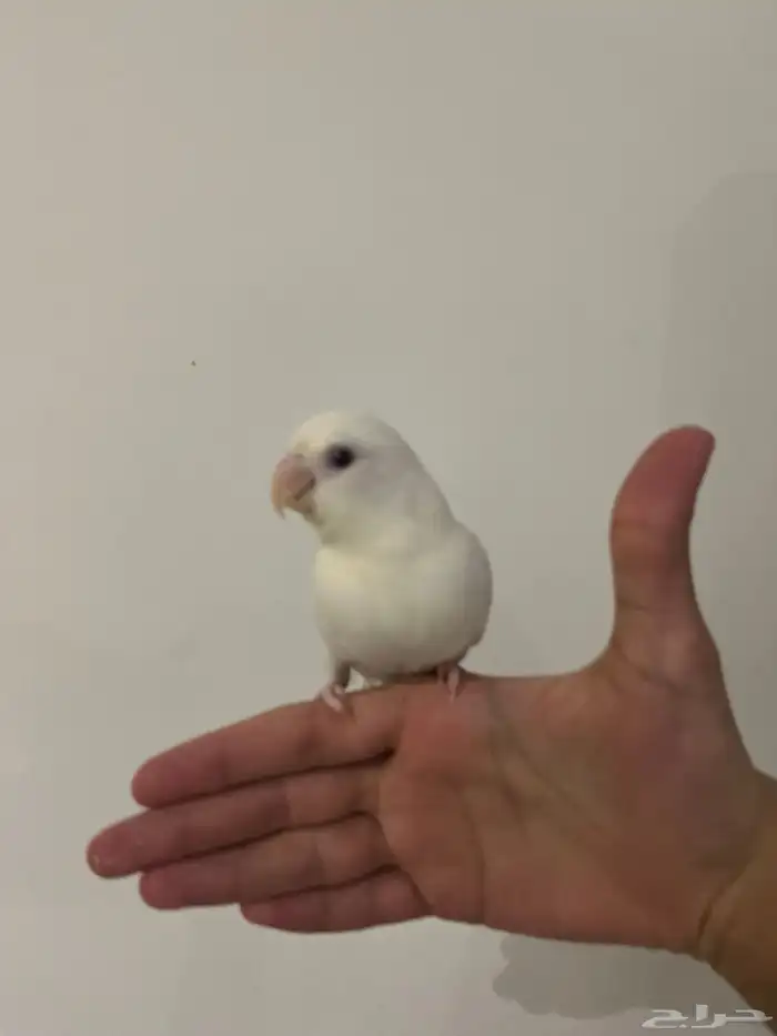 طير روز ألبينو أبيض صافي   ا 3