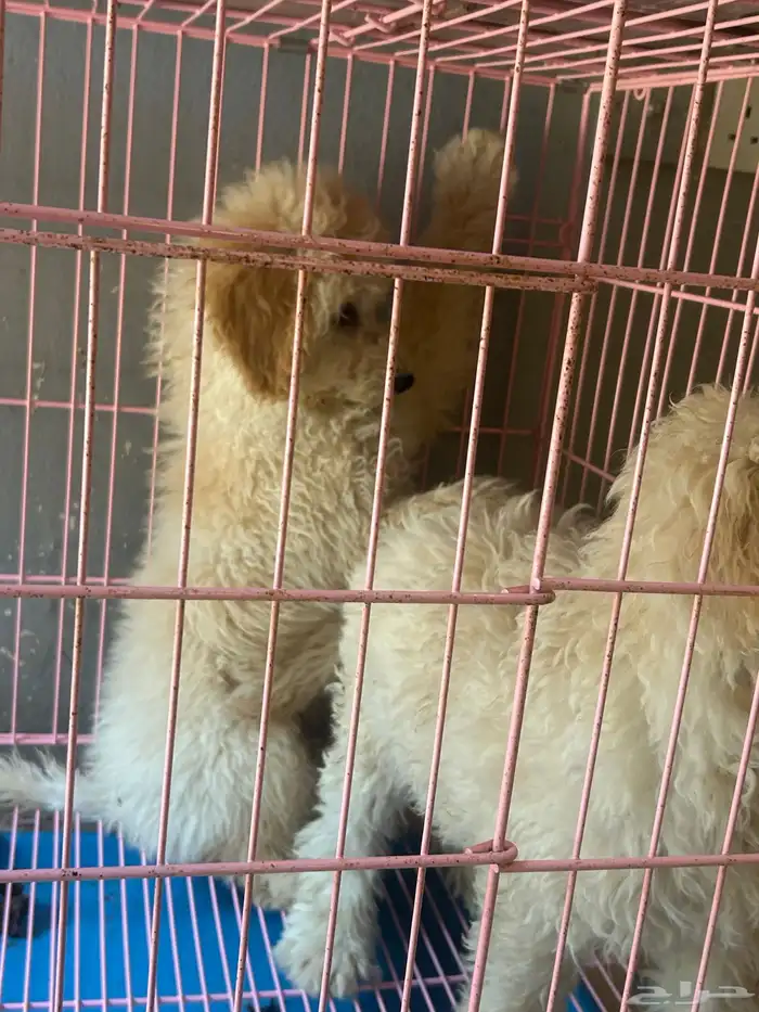 كلاب بودل XL كلاب جميله ولعوبه 10