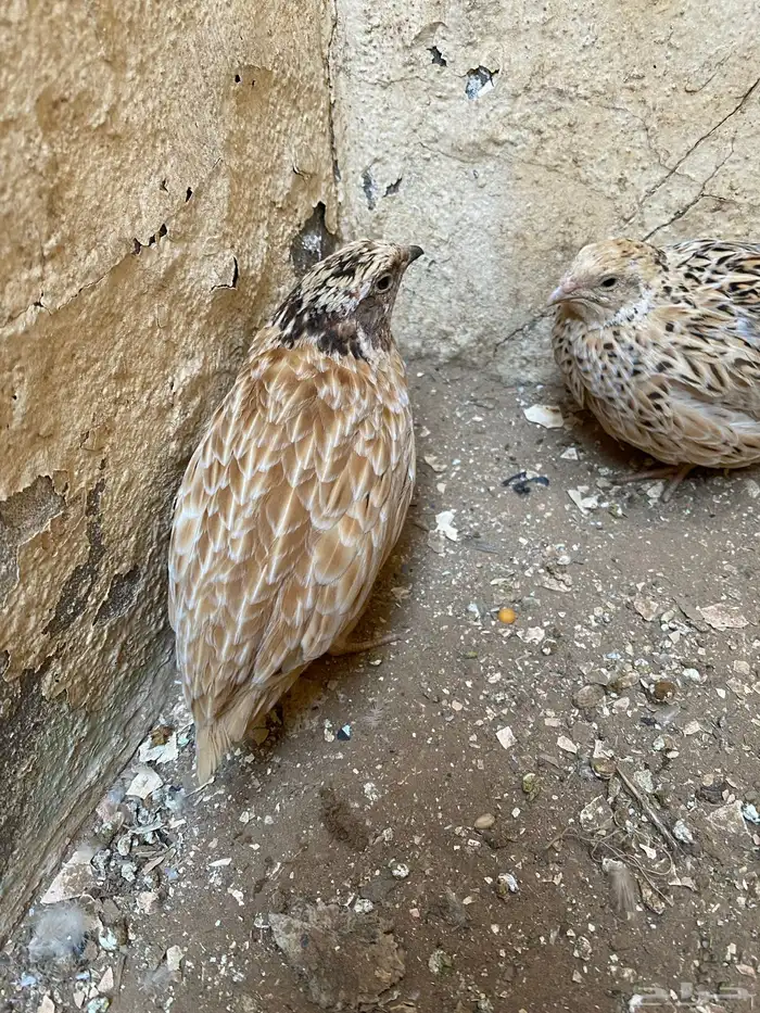 السلام عليكم 0