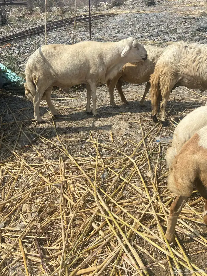 ضان مناتيج مع الفحل 3