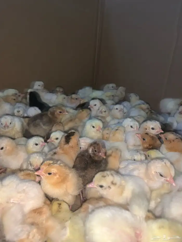 صيصان بلدي فواتح اللون شرط الصحه من ريال 2