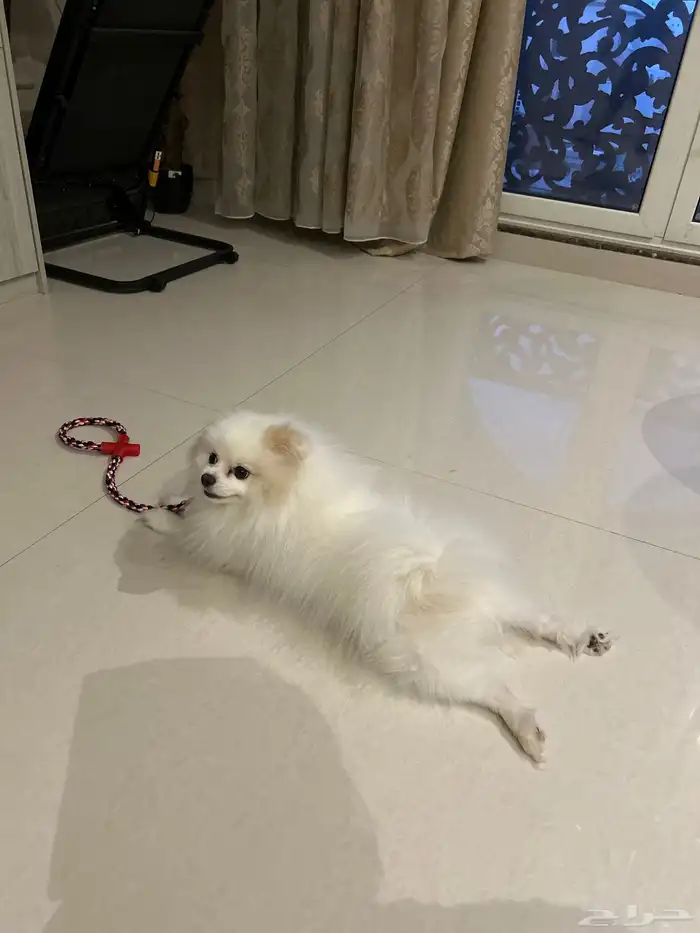 الخبر  العقربيه 0