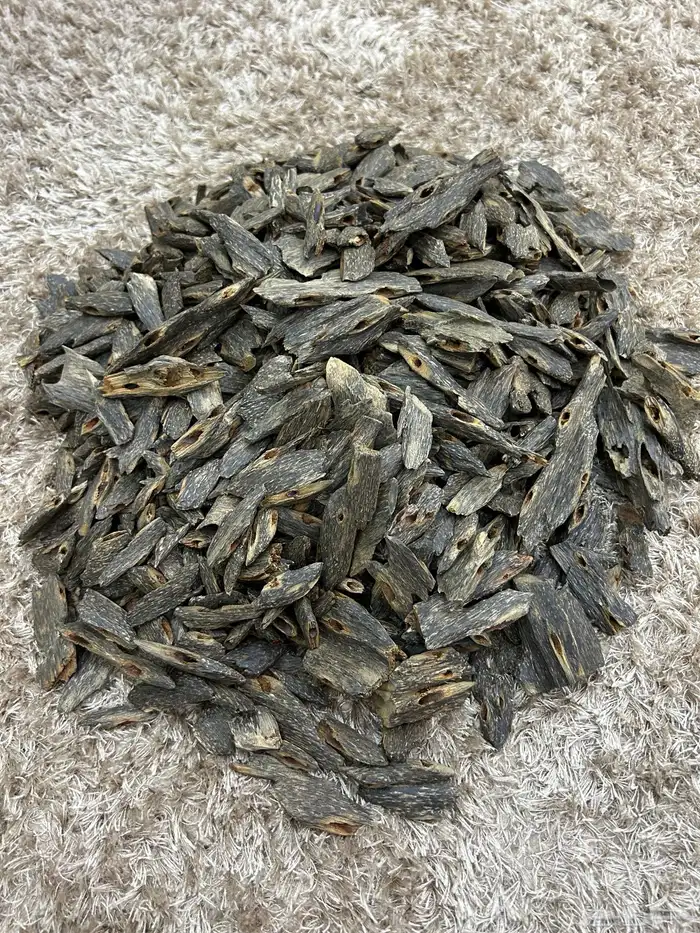 عود بنغالي طبيعي من غابات آسام 0