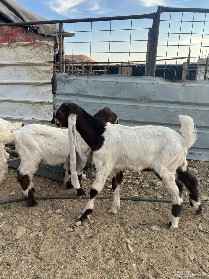 تيوس دواغير 1