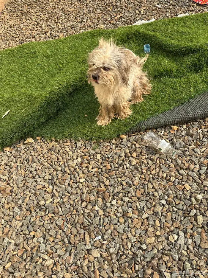 للبيع على سوم 0