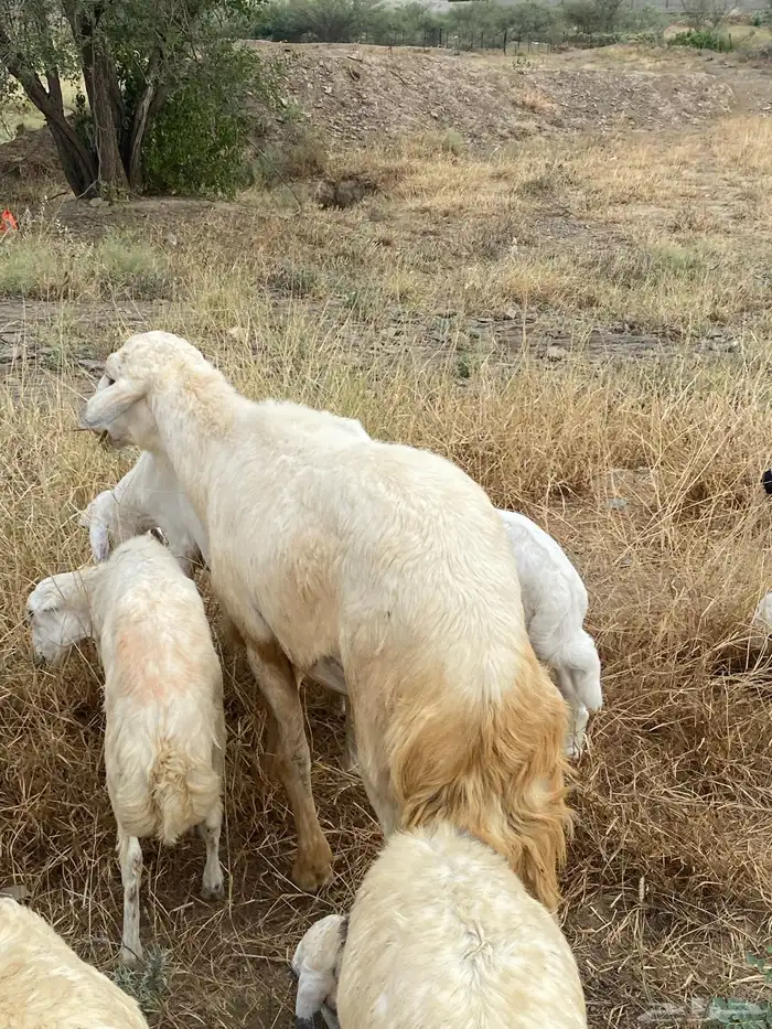 خروف فحل حري 4