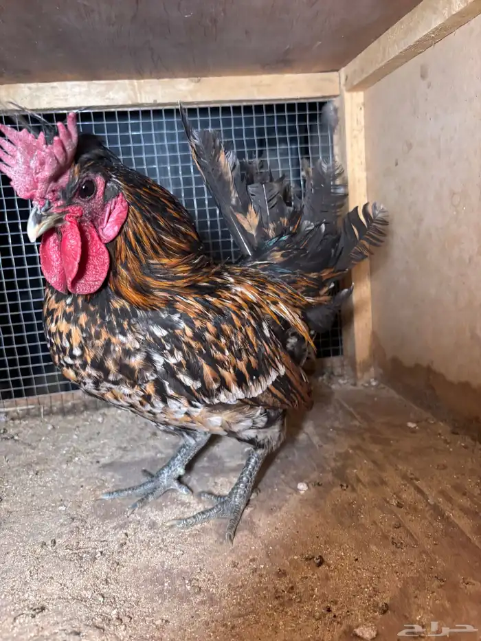 للبيع ديكه 3