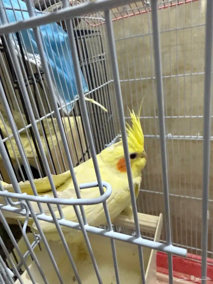 طائرين كروان مفطوم من العض الموقع الدوادمي 5