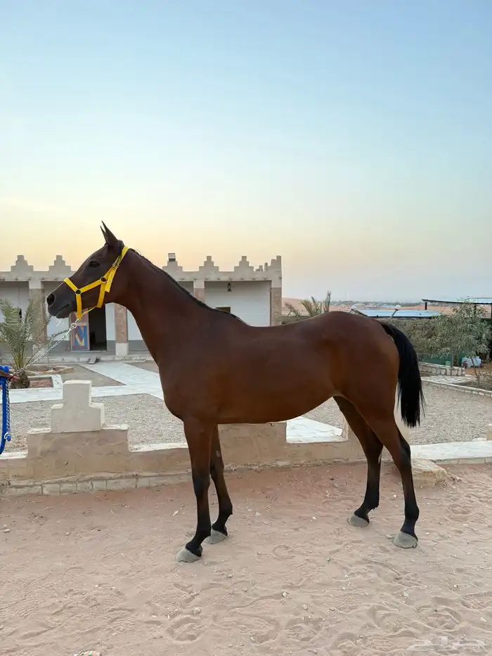 فرس استرالية (قدرة وتحمل) 1