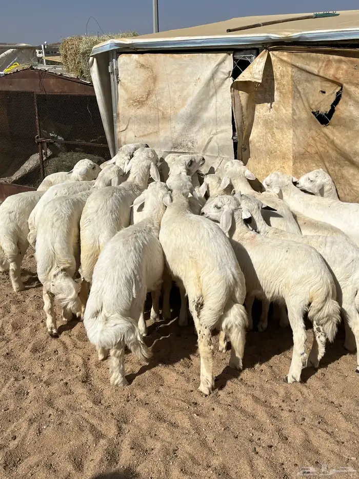 بهم فواخر تم البيع 6