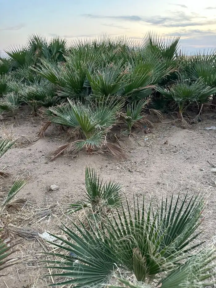 اشجار واشنطنيه 1