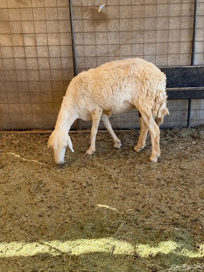 رخل ثنيه مضرع 0