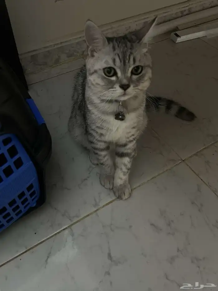 بسه مع جميع مستلزمات وذكر العمر 9شهور ب 150 ابوعريش 1