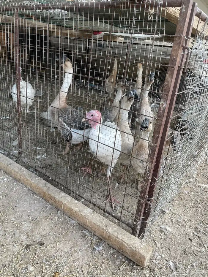 وز عراقي وا أرانب وا ديوك رومي 1