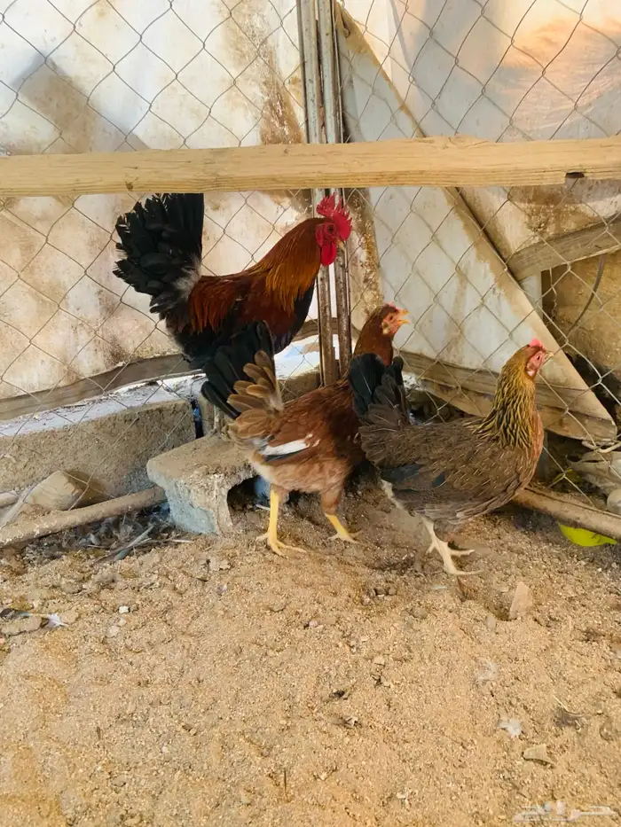 ديكين واربع دجاج عربي 9