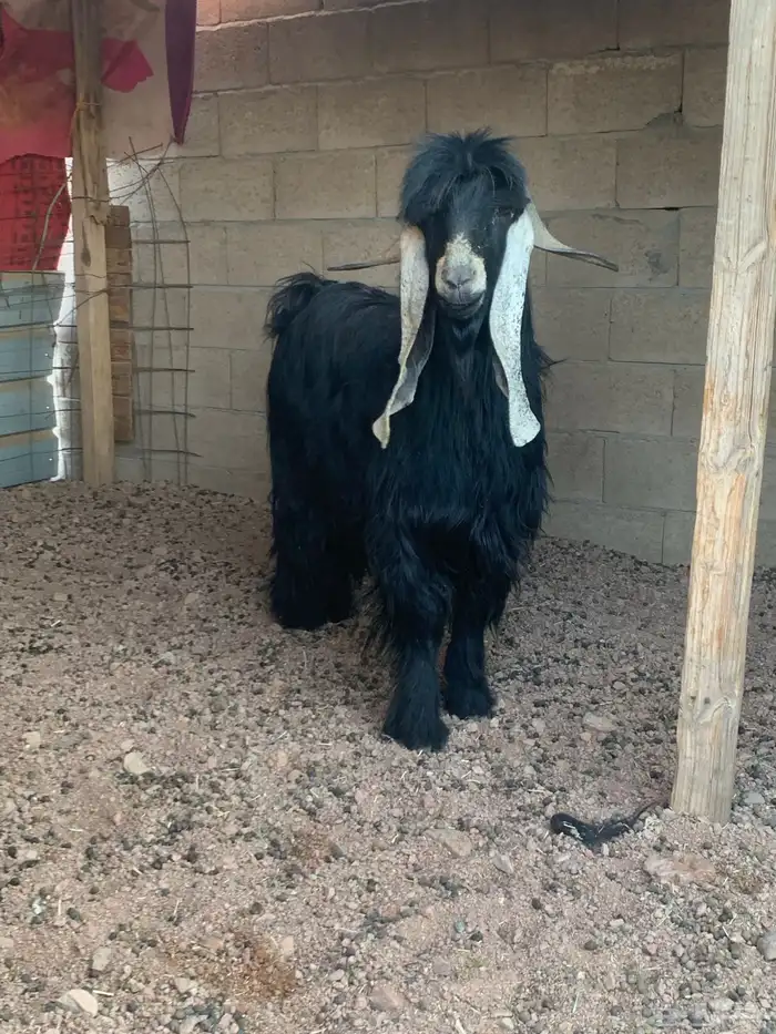 تيس فحل عارضي صنف 5