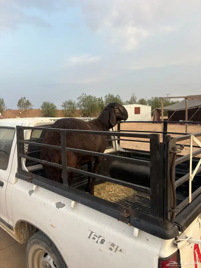 طلي سواكني تيلاد تم البيع 0