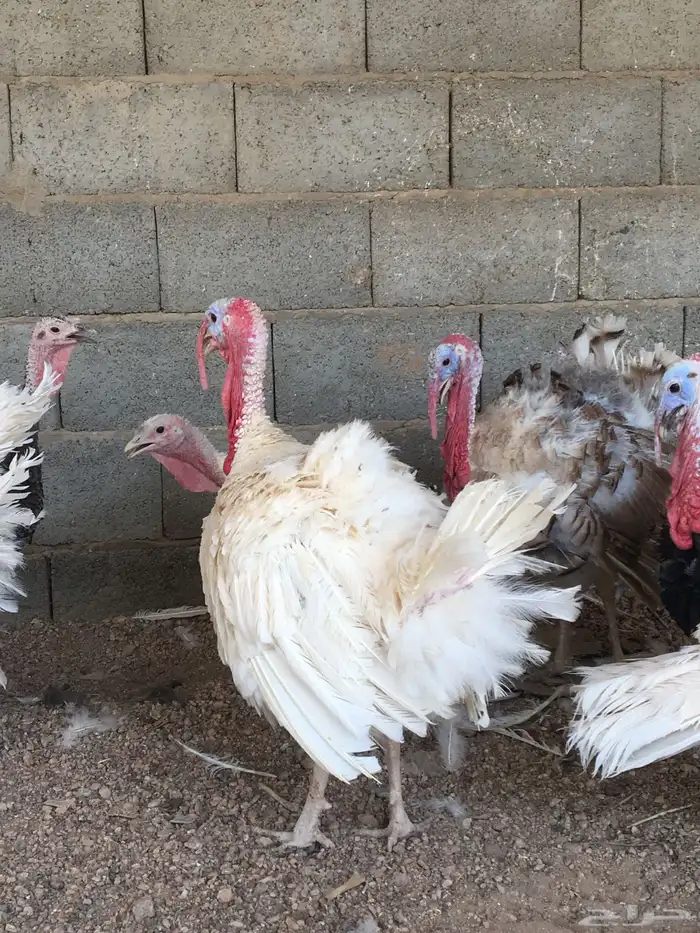 دجاج وديكه رومي 4