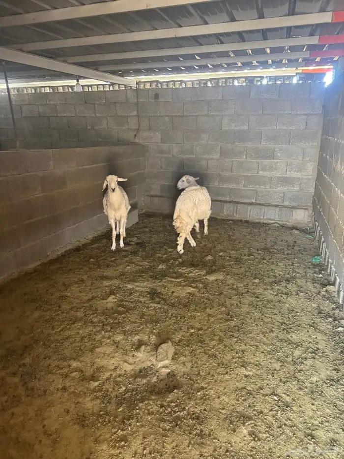 طليان جبره للبيع 3