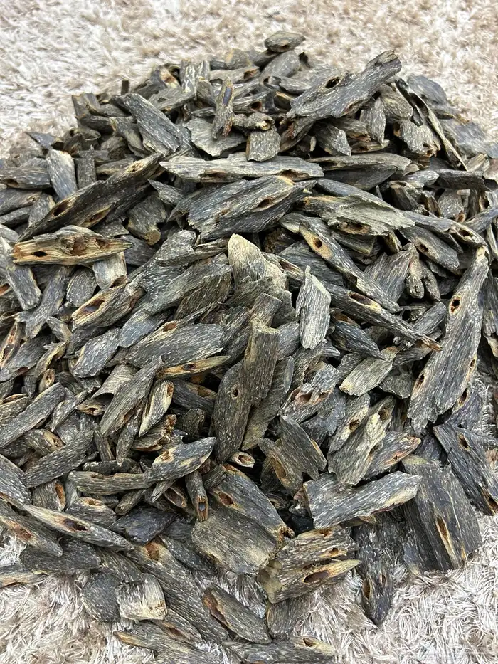 عود بنغالي طبيعي من غابات آسام 1