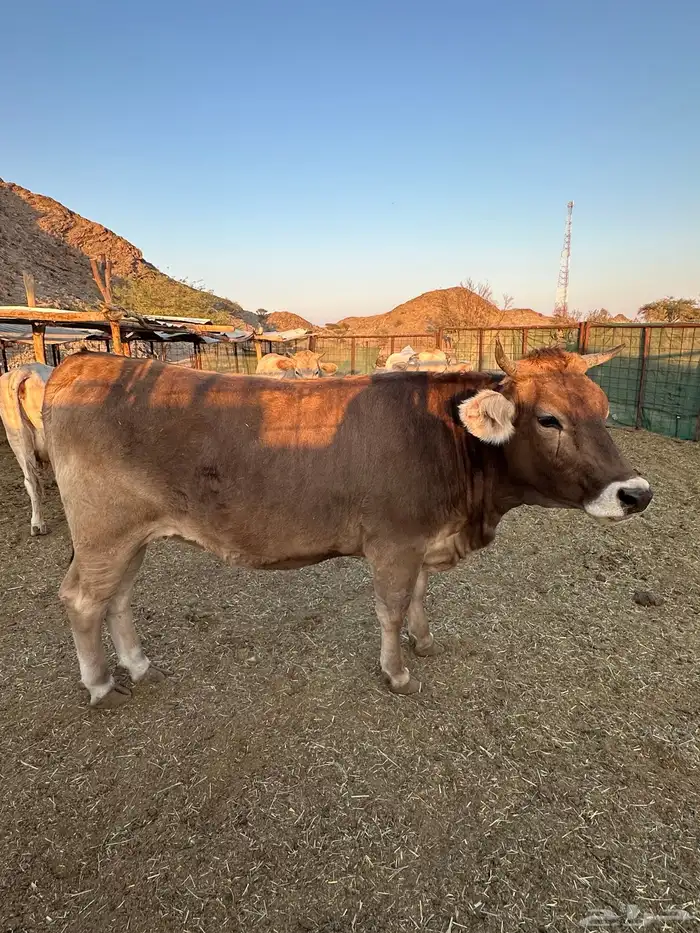 البي عجلاته ثنتين وحده لها 8 شهور والثانيه لها سنه و6 شهور 0