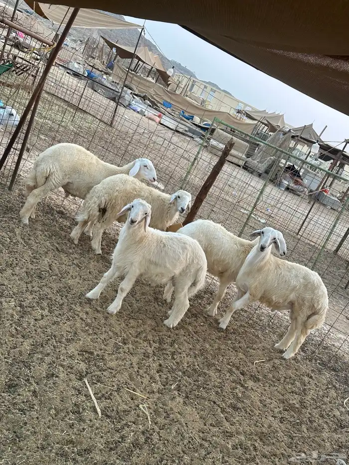 طليان حريه ذبايح 3