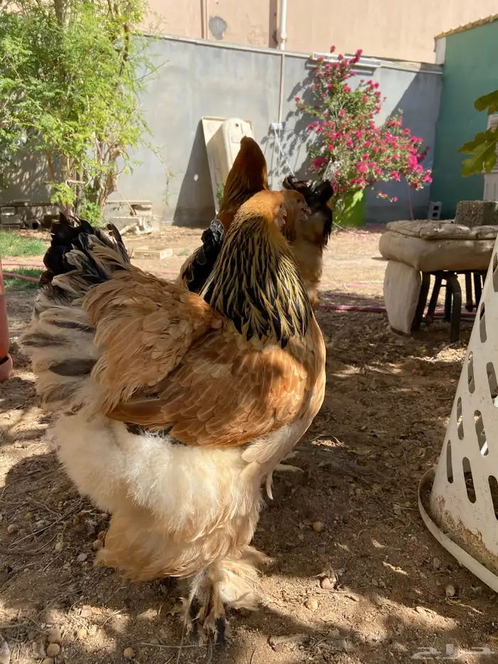 براهما توب فاخر 3