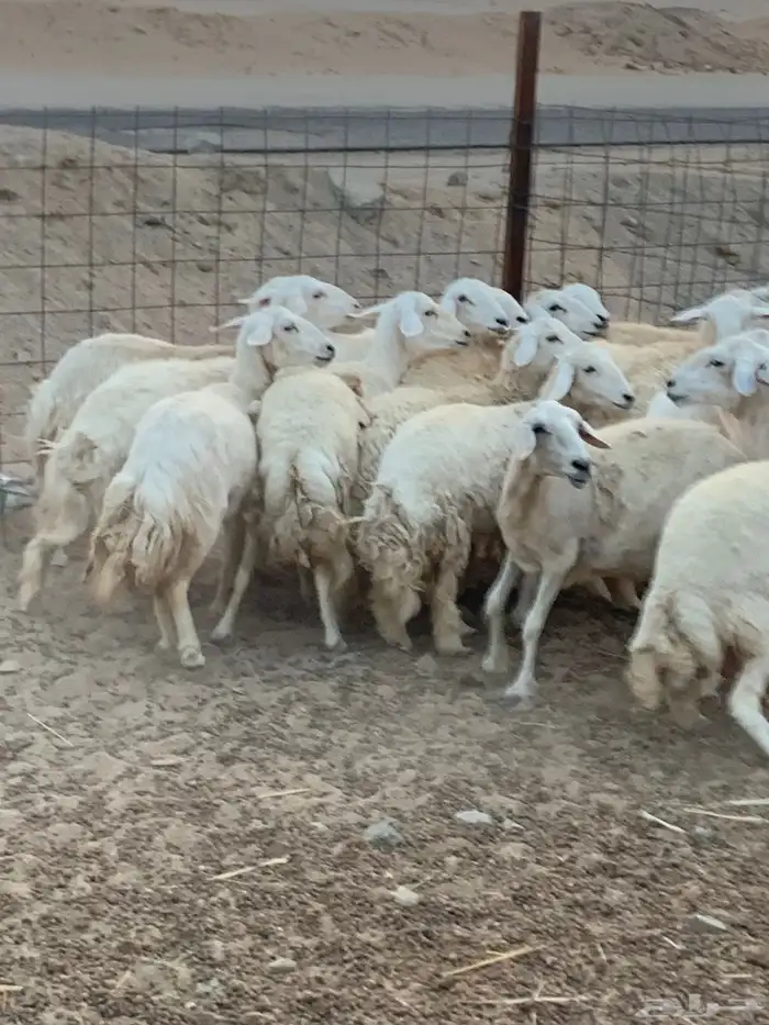 للبيع رخال حريات مقاني 8