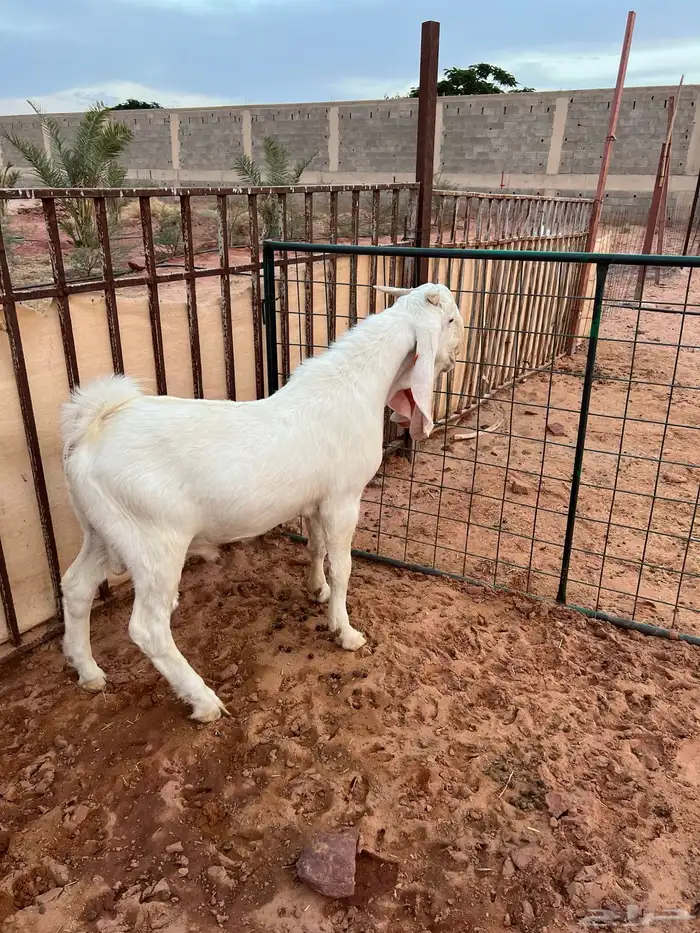 تيس ابيض ابرص ( انباع ) 2