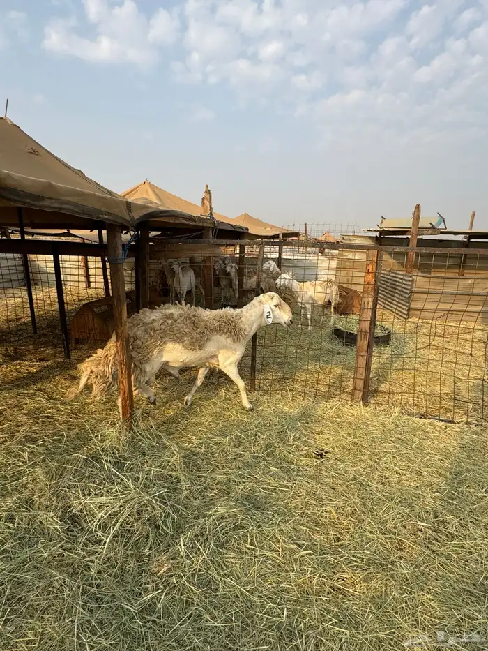 طلي صنف ولد سبع السلالات ولدالفايت ولد محدود 1