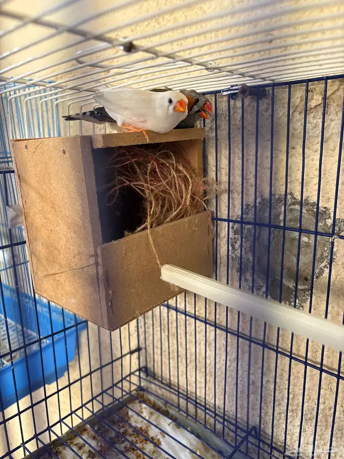 للبيع زوج زيبرا 4