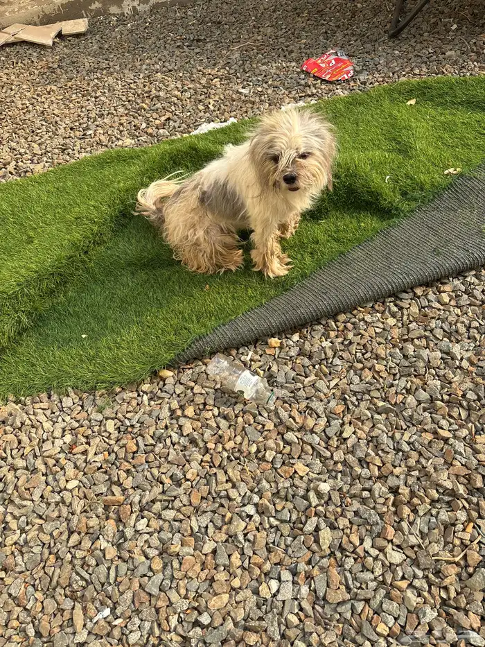 للبيع على سوم 1