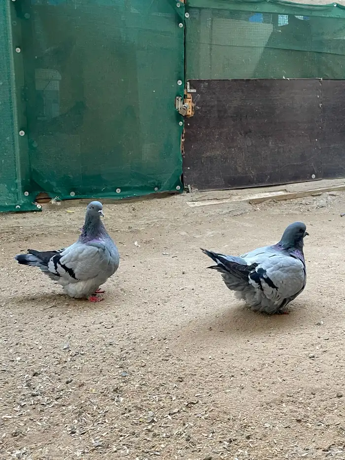 حمام فريش مهبط 2