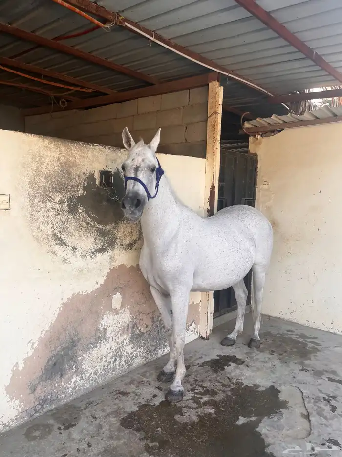 فرس واهو منتجه وا انتاج فاخر 0