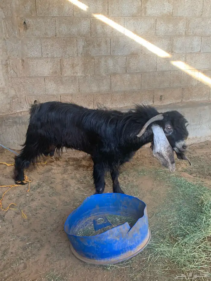 تيس عارض شرط 2