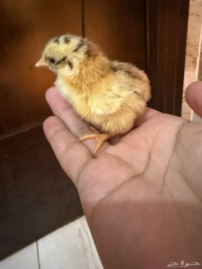 صوص دجاج صغير للبيع 12