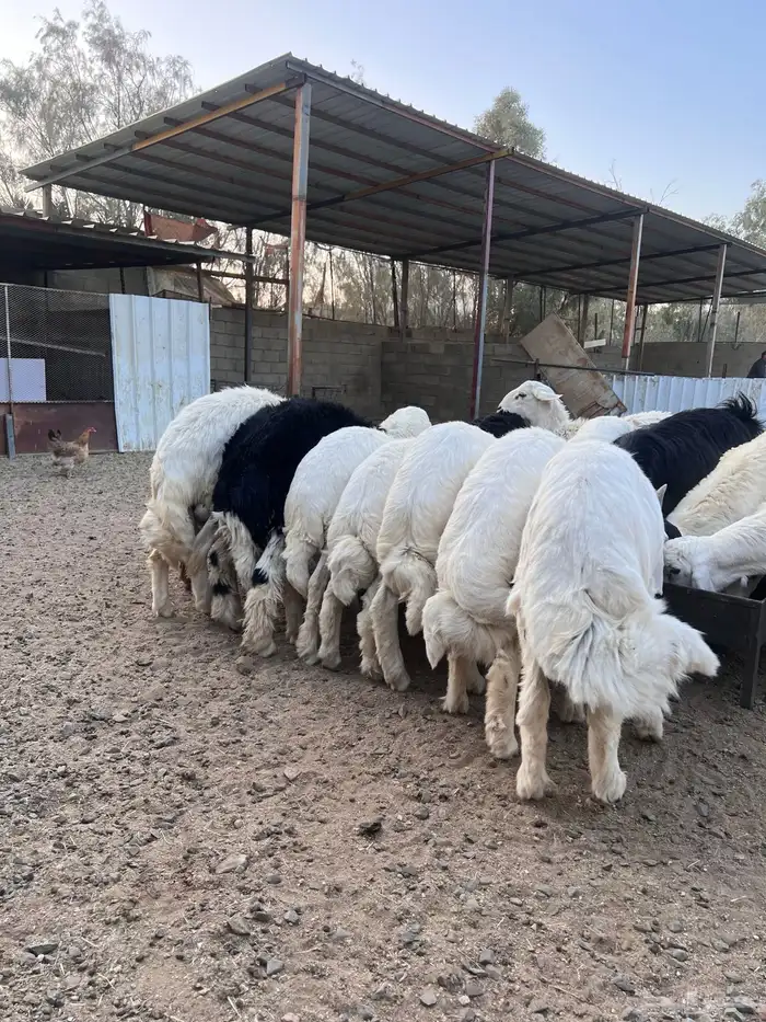 طليان بلدي كفو نظيفه 1