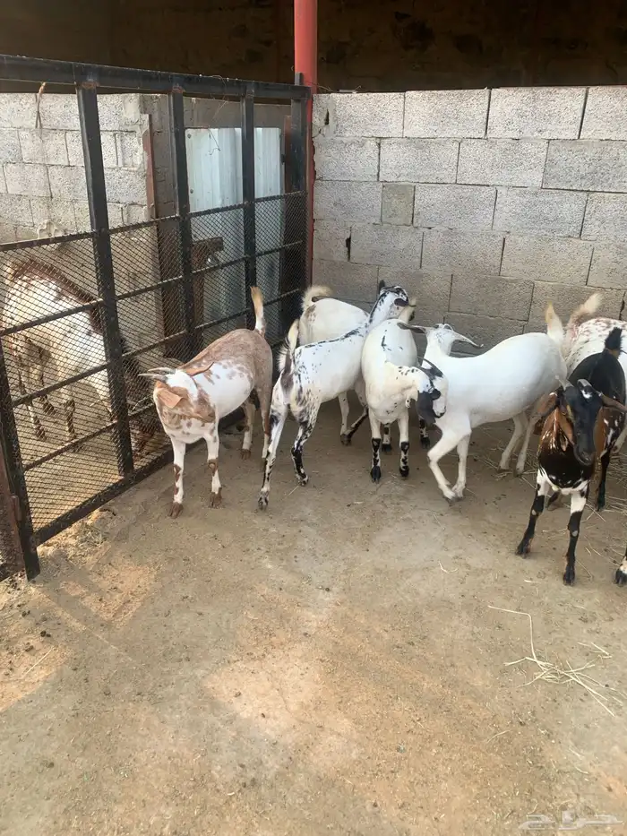 جفير العدد 10 رؤوس تربية ومطربات شي طيب ونظيف 1