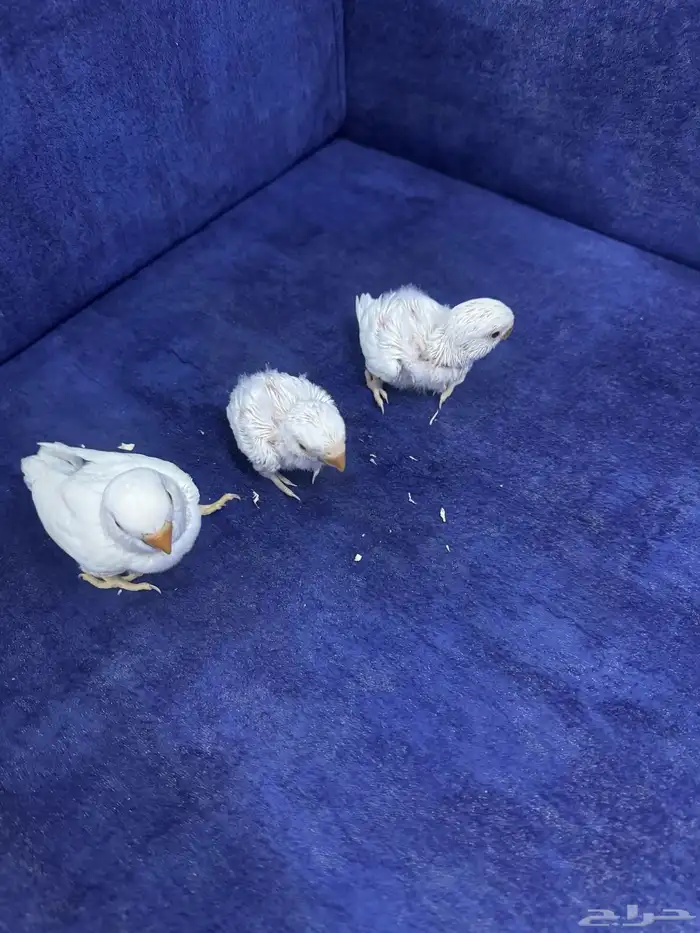 ثلاثة فروخ روز غر 0