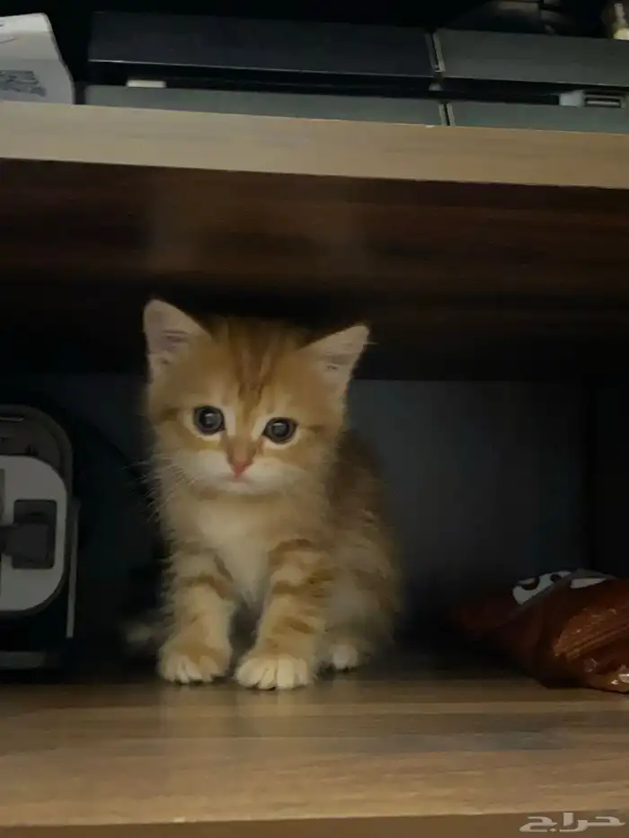 قطط سكوتش ستريت 5