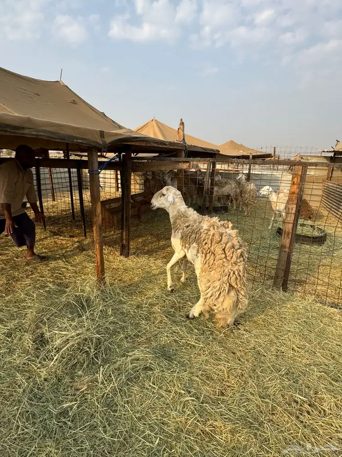 طلي صنف ولد سبع السلالات ولدالفايت ولد محدود 3