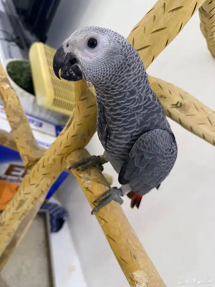 للبيع فرخ كاسكو 1