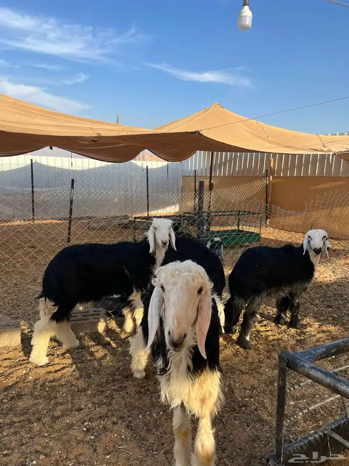 ذبايح نجد شحم 2